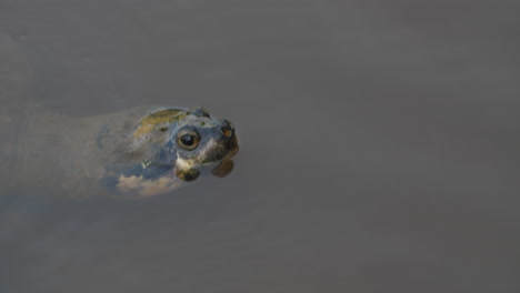 close-up-Arrau,-Tortue-tartaruga-Podocnemis-expansa-turtle-French-Guiana-zoo